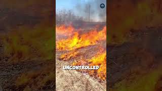 Flame Weeding: Burning Fields to Kill Weeds? 🔥🌱