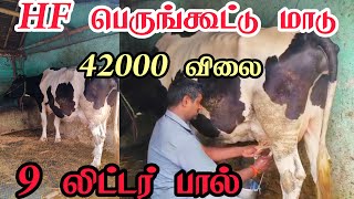 42000 விலையில் பெருங்கூட்டு மாடு விற்பனைக்கு 9 லிட்டர் பால் உள்ளது குணத்தில் அருமை #cowsales #hfcow