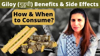 Giloy Benefits \u0026 Side Effects | Right Method of Consuming | How much \u0026 When to Consume गुडूची Hindi