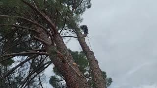 Stone pine Dismantle. full of spike knots and wind whipped.@normzilla44