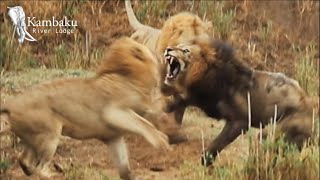 Old Lion King Fights His Final Battle at Kruger Park | Wildest Africa