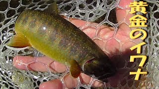 ★フライの楽園★　黄金のイワナ（オショロコマ）釣行　北海道原生林ヒグマ出没地帯の釣り　フライフィッシング