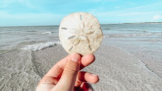 This Beach In Florida Has SAND DOLLARS