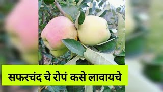 सफरचंद चे रोपं कसे लावायचे(How to plant apple tree)SPK महाराष्ट्र (@ashishvidhate2366)9/9/2021