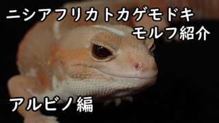 【爬虫類】ニシアフリカトカゲモドキモルフ紹介　アルビノ編【ニシアフ】