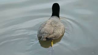 (Birding Video) Eurasian Coot [Fulica atra] head-bobbing and diving