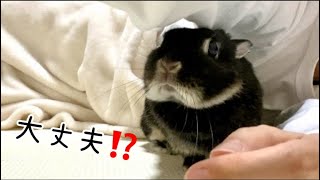 A rabbit stays by his owner's side to nurse him back to health when he has a cold. [No. 671]