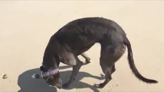 Rescue greyhound Yogi finds new home after racing