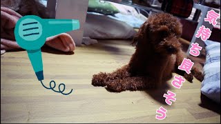 【トイプードル】お風呂上がりに大暴れする犬【ドライヤー】