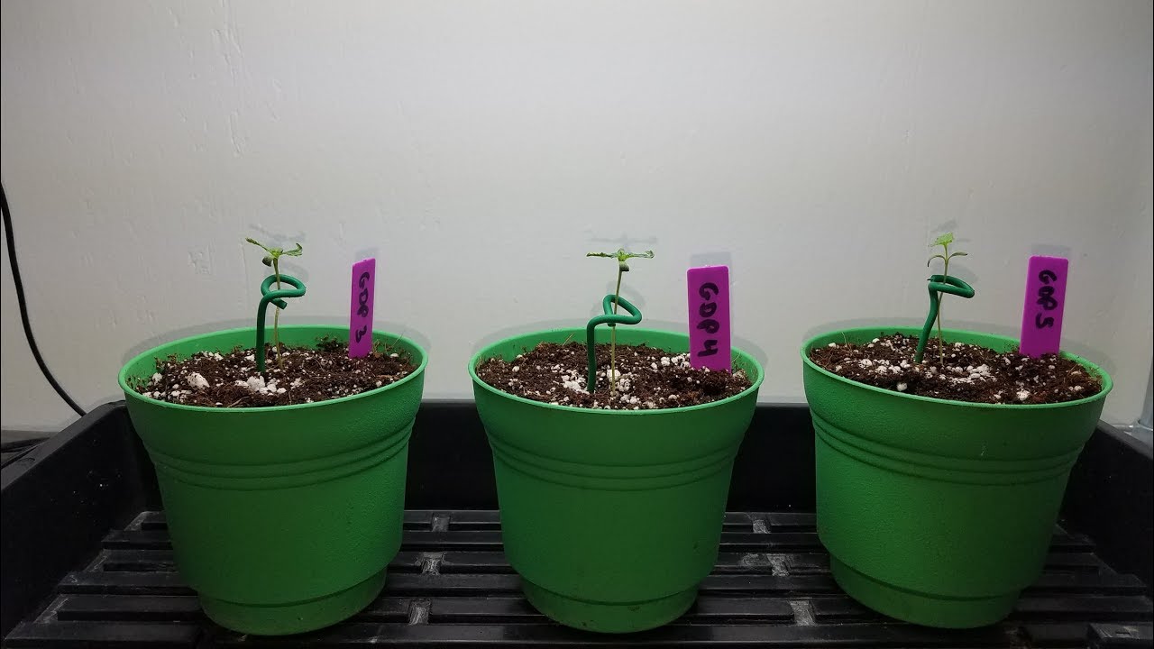 Gdp Pheno Hunt From Seed To Seedling Youtube