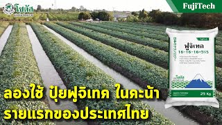 ประสบการณ์ผู้ใช้ ปุ๋ยฟูจิเทค ในคะน้ารายแรกของประเทศไทย