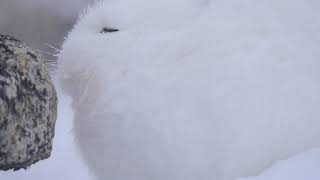 Arctic Hare in the Cold