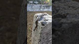 checkered keelback(നീർക്കോലി കുട്ടി)#snake #shorts #trending #snakesofindia #reptile #herpetology