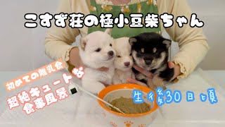 こすず荘　極小豆柴の成長記録 ♪ 初めての離乳食にプルプル！The record of very small Shiba Inu dog’s growth.