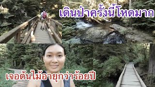 ชีวิตในอเมริกา : ไปเดินป่าที่ Lake 22 trail/ครั้งนี้เส้นทางการเดินโหดมาก