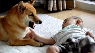 柴犬ゴン太とふみ君15 Shiba Inu \u0026 Baby