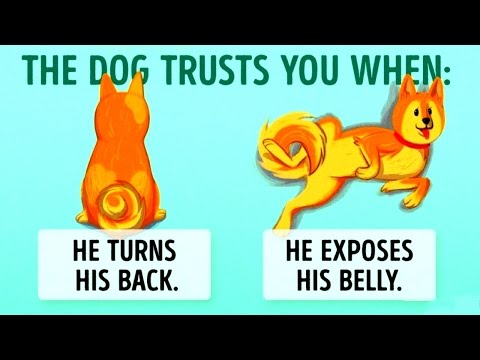 16 Useful Clues To Understand Your Dog Better 16 Useful Clues To Understand Your Dog Better