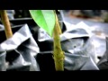 Teknik penanaman biji benih durian