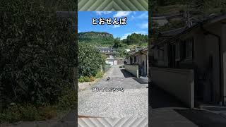 たぬきさんと睨めっこが始まりの車中泊旅　湖で遊ぶ白鳥を見ながら、静かで、時間を忘れる　#車中泊 shorts　#軽キャン　#新型アトレー