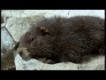 waking up from hibernation animals the inside story bbc earth