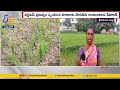 సాగునీరు లేక ఎండుతున్న పొలాలు agriculture fields dried up due to non release of water for crops