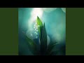 Echoes of Blooming Light