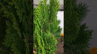 वास्तु शास्त्र के अनुसार मोरपंखी प्लांट्स का महत्व #plants #astrofacts #shorts