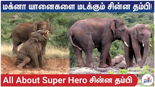 மிரட்டும் யானைகளை மடக்கும் சின்ன தம்பி யானை -  All About Super Hero Chinna Thambi | Kumki Elephant