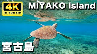 沖縄県宮古島でシュノーケル  ホヌさん（ウミガメ）や美しい魚たちと泳いだ｜MIYAKO Island Snorkeling