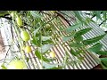 NEEM TREE FRUIT AND ITS BENEFITS - OMAMA GH