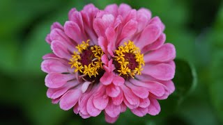 Mutant Conjoined Flower Zinnia