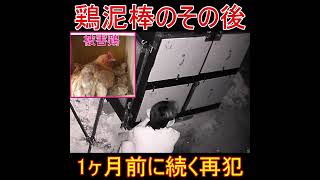 家に来た鶏泥棒のその後～令和に防犯カメラが映したドロボウのニワトリ窃盗事件～#Shorts