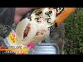 【outdoor cooking】seriaのポケストとdaisoメスティンで肉まんを蒸かしてみた！