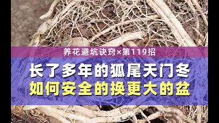 长了多年的狐尾天门冬，如何安全的换更大的盆？