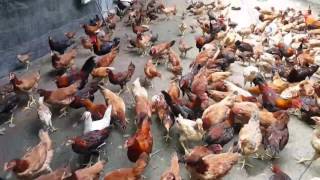 Penternakan Ayam Kampung