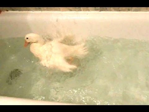 Happy Duck Loves Bath Youtube