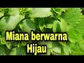 MIANA BERWARNA HIJAU