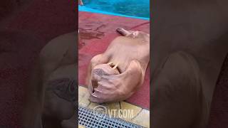 Walrus Tries Sit-Ups and It’s Hilarious! 😂💦