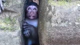 Resgate emocionante de macaquinho