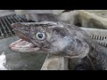 GIANT CONGER EEL Filleting and Cleaning skills | EEl Skinning And Preparing for Selling