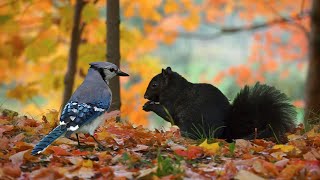 Birds and Squirrels in  Colorful Forest of Autumn Leaves - Cat and Dog TV