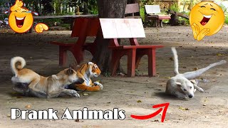 Dog Reaction Is Terrified By Fake Tiger Prank So Funny Video | Fake Tiger Prank Dog Just For Laughs