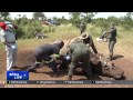 S. Africa's Kruger National Park saving rhinos from extinction