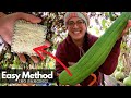 Process GREEN Luffa, Simply! Harvest To Sponge Tutorial