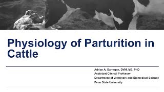 Physiology of Parturition in Cattle