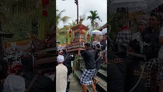 Pemundut Ida Bethara #bali#pujawali #adat #budaya #agama #hindu #fyp #pgsdt