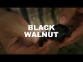 Extracting Iodine from Black Walnut