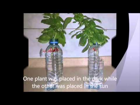 Effect of light on plant growth Effect of light on plant growth