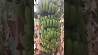 💢💫இயற்கை முறையில் வாழை சாகுபடி#banana #bananatrees #vazhai #agriculture 💫💢