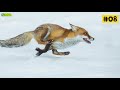 13 facts about foxes 🦊 learn all about the fox animals for kids educational video